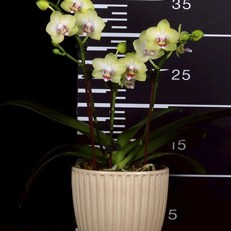 177080496438-Phal.%20Tzu%20Chiang%20Balm%20%C3%97%20Yaphon%20Glad%20Canary%20%E8%8A%B12.jpg
