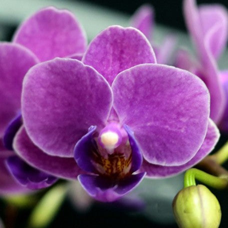 177080637036-Phal.%20Ching%20Ann%20Violet%20'1553'%20%E8%8A%B11.jpg