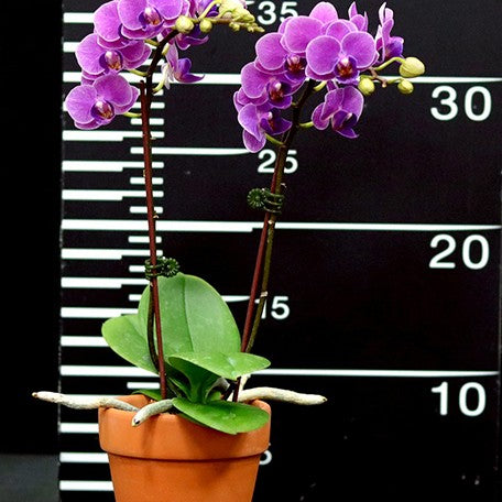 177080637098-Phal.%20Ching%20Ann%20Violet%20'1553'%20%E8%8A%B12.jpg