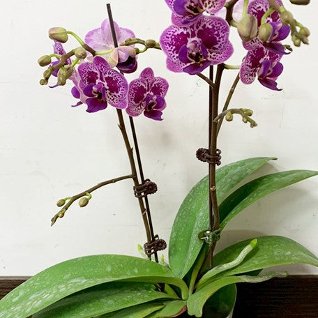 177080750979-Phal.%20Ching%20Ann%20Violet%20'1555'%20%E8%8A%B11.jpg