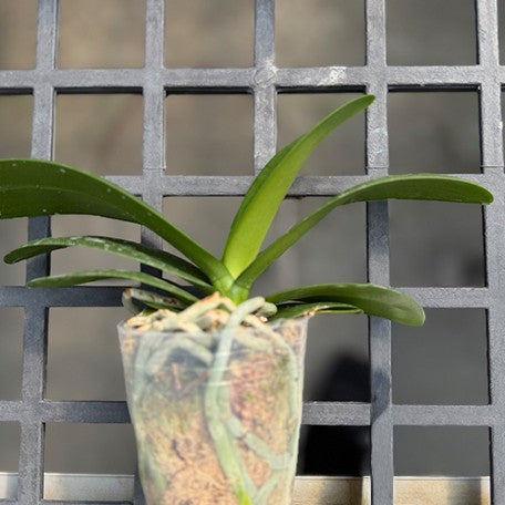 177080773972-Phal.%20Ching%20Ann%20Violet%20'1555'%20%E6%A4%8D%E6%A0%AA1.jpg