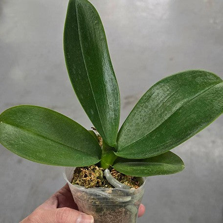 177088641078-Phal.%20Ben%20Yu%20Coral%20Lady%20%E6%A4%8D%E6%A0%AA2.5''1.jpg