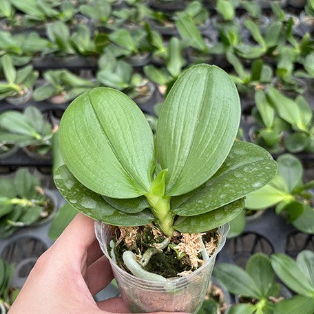 177094901615-Phal.%20Sogo%20Relex%20'1661'%20%C3%97%20Little%20One%20%E6%A4%8D%E6%A0%AA2.5''2.jpg
