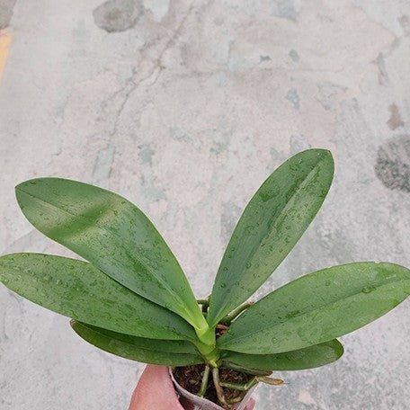 177184302454-Phal.%20Yaphon%20Green%20Batman%20%E6%A4%8D%E6%A0%AA2.5''1.jpg