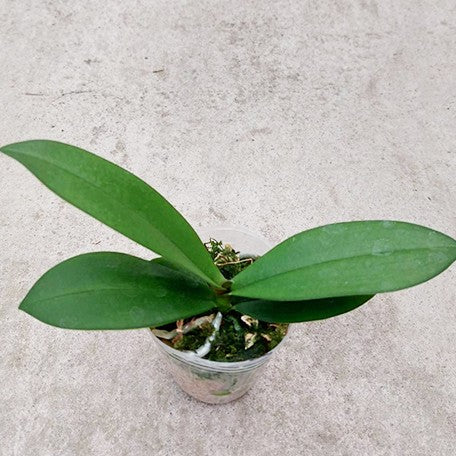 177184321022-Phal.%20Liu's%20Triprince%20%E6%A4%8D%E6%A0%AA2.5''1.jpg