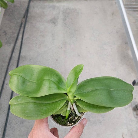 177184464464-Phal.%20speciosa%20'Coffee%20Spots'%20%E6%A4%8D%E6%A0%AA2.5''1.jpg