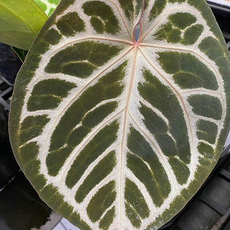 177192654327-Anthurium%20Red%20Crystallinum%20%C3%97%20'Silver%20Blush'%20%E8%8A%B17.jpg