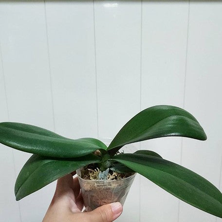177192729560-Phal.%20OX%20Lion%20King%202.5''1.jpg