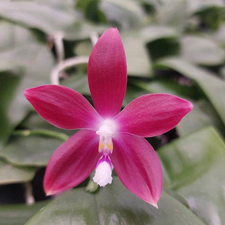 177192920755-Phal.%20speciosa%20'Big%20Red'%20%E8%8A%B14.jpg