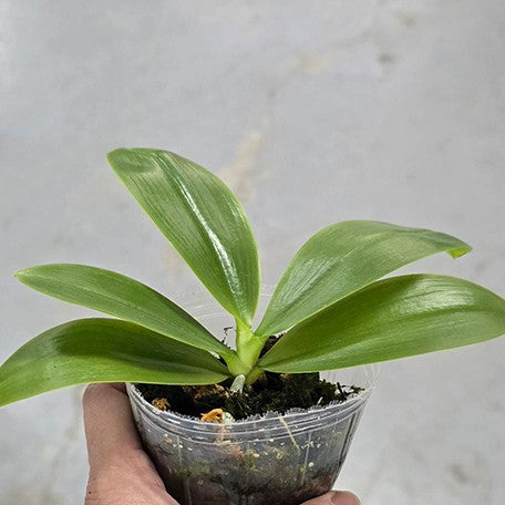 177210052025-Phal.%20tetraspis%20'C1'%20%E6%A4%8D%E6%A0%AA2.5''1.jpg