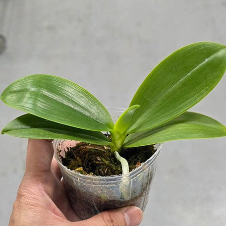 177210052035-Phal.%20tetraspis%20'C1'%20%E6%A4%8D%E6%A0%AA2.5''2.jpg