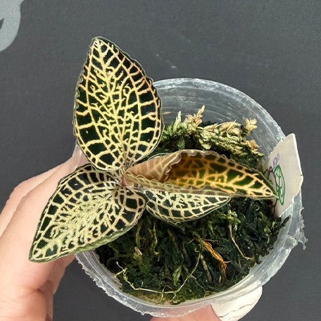 Anoectochilus – OrchidBox Wholesale