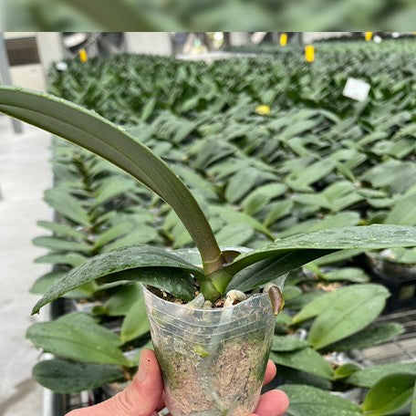 177226356347-Phal.%20Golden%20Moonlight%20%E6%A4%8D%E6%A0%AA2.5''1.jpg