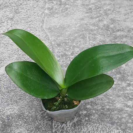 177233174681-Phal.%20Miki%20Sun%20Shine%20'522'%20%E6%A4%8D%E6%A0%AA%202.5''%201.jpg