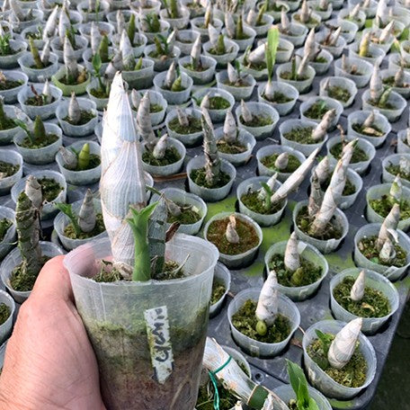 Cycnoches Taiwan Black Pearl 'Copper Queen' 2.5