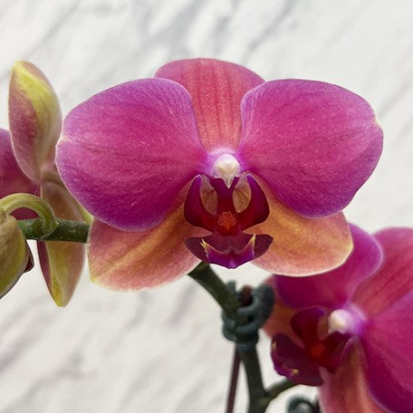 177244467416-Phal.%20Taida%20Fancy%20Queen%20'A12524'%20%E6%BE%84%E8%89%B2%E5%B9%BB%E5%BD%B1%20%E8%8A%B11.jpg