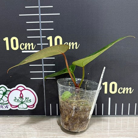 177251801449-Anthurium%20Red%20Crystallinum%20%C3%97%20'Silver%20Blush'%20%E6%A4%8D%E6%A0%AA1.7''1.jpg