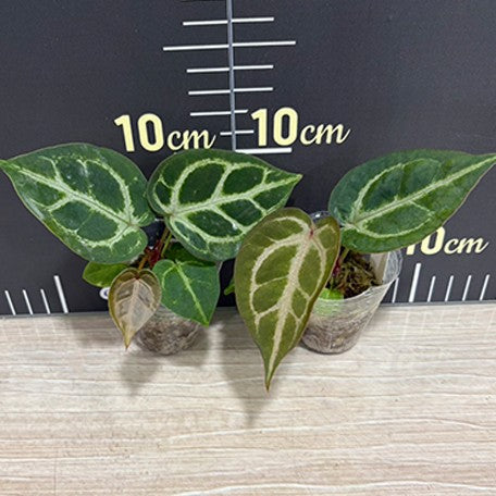 177251801492-Anthurium%20Red%20Crystallinum%20%C3%97%20'Silver%20Blush'%20%E6%A4%8D%E6%A0%AA1.7''2.jpg