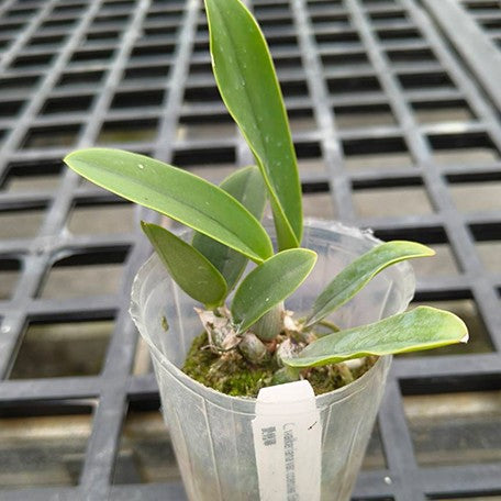 177258500793-C.%20walkeriana%20var.%20coerulea%20'Edward'%20SMJOS%202.5''%E6%A4%8D%E6%A0%AA2.jpg