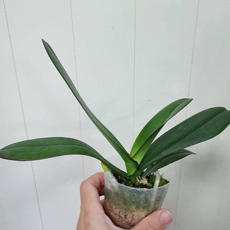 177260333210-Phal.%20Star's%20Chanel%20%E6%A4%8D%E6%A0%AA2.5''1.jpg