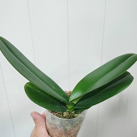 177260333268-Phal.%20Star's%20Chanel%20%E6%A4%8D%E6%A0%AA2.5''2.jpg