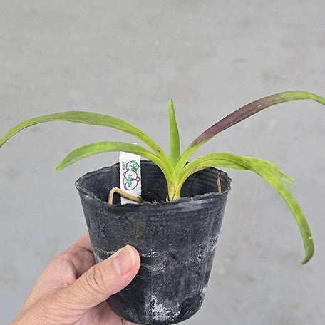 177270501632-Vanda%20ustii%20%C3%97%20sib%20%E6%A4%8D%E6%A0%AA3''2.jpg