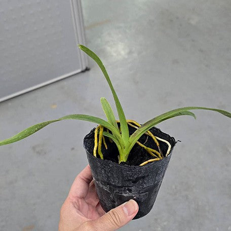 177270501651-Vanda%20ustii%20%C3%97%20sib%20%E6%A4%8D%E6%A0%AA3''1.jpg