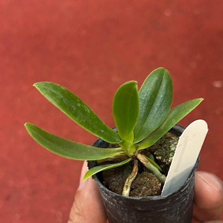 177270576271-Sedirea%20japonica%20%C3%97%20sib%20%E6%A4%8D%E6%A0%AA1.7''1.jpg