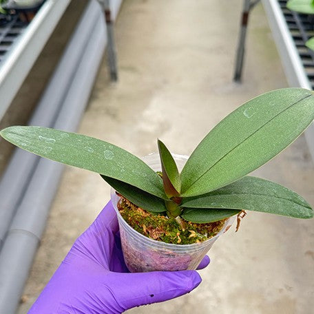 177270616230-Phal.%20Miki%20Pink%20Rabbit%20'174'%20%E6%A4%8D%E6%A0%AA2.5''1.jpg