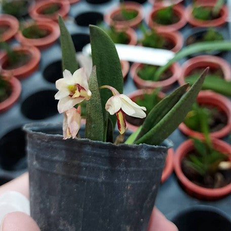 Dendrobium rigidum × sib 1.5