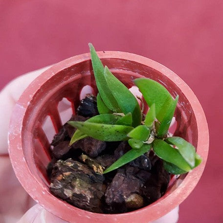 Dendrobium rigidum × sib 1.5