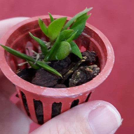 Dendrobium rigidum × sib 1.5