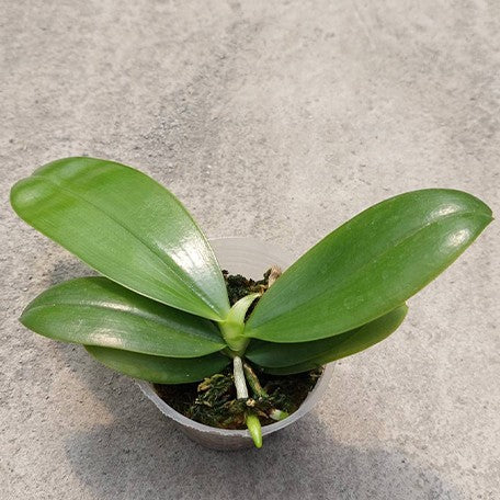 177278739572-Phal.%20zebrina%20%C3%97%20sib%20%E6%A4%8D%E6%A0%AA2.5''1.jpg