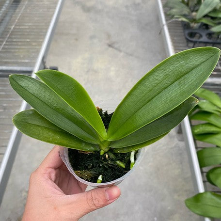 177278769699-Phal.%20lueddemanniana%20%C3%97%20sib%20%E6%A4%8D%E6%A0%AA2.5''1.jpg