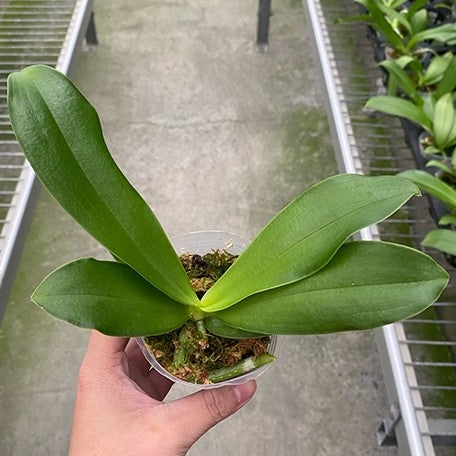 177278772361-Phal.%20Valentinii%20%E6%A4%8D%E6%A0%AA2.5''1.jpg