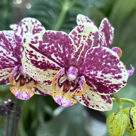 177304833363-Phal.%20Miki%20Amber%20'Galaxy'%20%E8%8A%B13.jpg