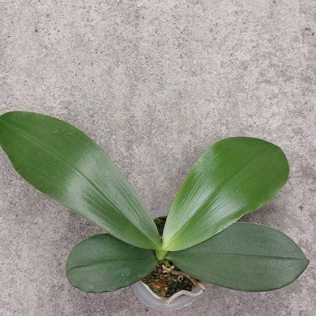 177305036726-Phal.%20Meidarland%20Kaiulani%20'700'%20%E6%A4%8D%E6%A0%AA2.5''1.jpg