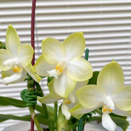 177305157454-Phal.%20Patti%20Lee%20'White%20Moonlight'%20%E8%8A%B12.jpg