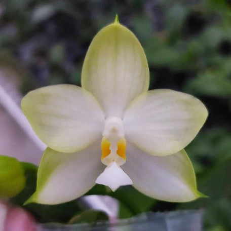 177305157476-Phal.%20Patti%20Lee%20'White%20Moonlight'%20%E8%8A%B13.jpg