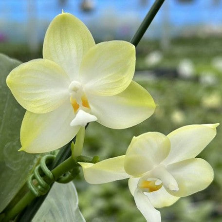 177305157480-Phal.%20Patti%20Lee%20'White%20Moonlight'%20%E8%8A%B11.jpg