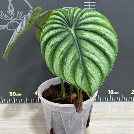 177313439364-Philodendron%20plowmanii%20'Watermelon'%20%E6%A4%8D%E6%A0%AA6''1.jpg