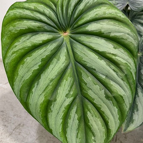177313452431-Philodendron%20plowmanii%20'Watermelon'%20%E8%8A%B11.jpg