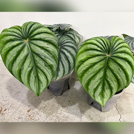 philodendron plowmanii petiole Philodendron plowmanii 'Watermelon' 3.0" – OrchidBox Wholesale