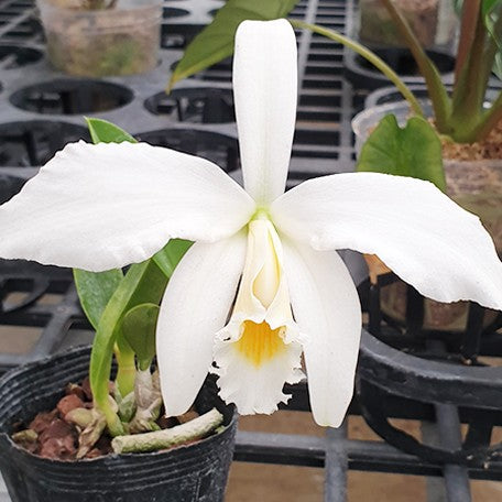 177318965299-Laelia%20jongheana%20var.%20alba%20%E8%8A%B13.jpg