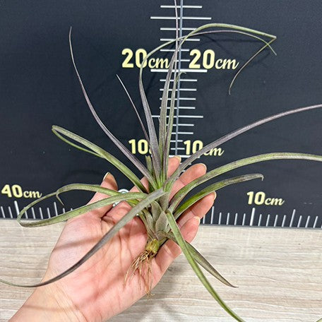 177319001114-Tillandsia%20capitata%20'Purple'%20%E8%A3%B8%E6%A0%B92.jpg