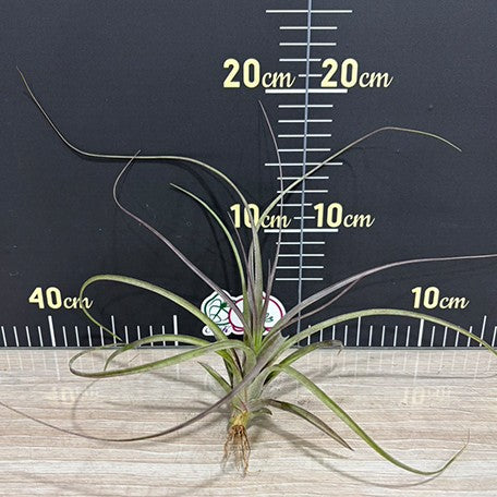 177319001133-Tillandsia%20capitata%20'Purple'%20%E8%A3%B8%E6%A0%B91.jpg