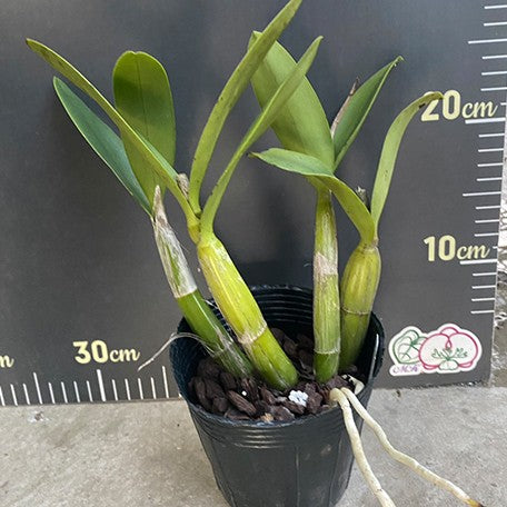 177322319315-Myc.%20RIO's%20Little%20Treasure%20%E6%A4%8D%E6%A0%AA4''%201.jpg