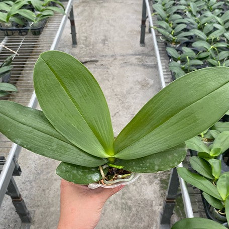 177330844180-Phal.%20Meidarland%20Kaiulani%20'Red%20Girl'%20%E6%A4%8D%E6%A0%AA2.5''1.jpg
