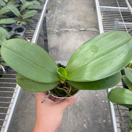 177338918071-Phal.%20Sogo%20Relex%20'2%20eyes'%20%E8%95%8A%E5%A8%9C%E7%B5%B2%20'%E5%85%A9%E7%9C%BC'%20%E6%A4%8D%E6%A0%AA2.5''1.jpg