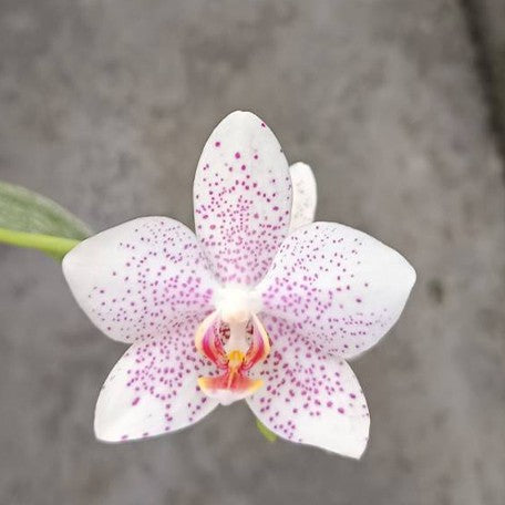 177390360181-Phal.%20gigantea%20'Jumbo%20Orchids'%20%C3%97%20aphrodite%20subsp.%20formosana%20'Jumbo%20Orchids'%20%E8%8A%B12.jpg